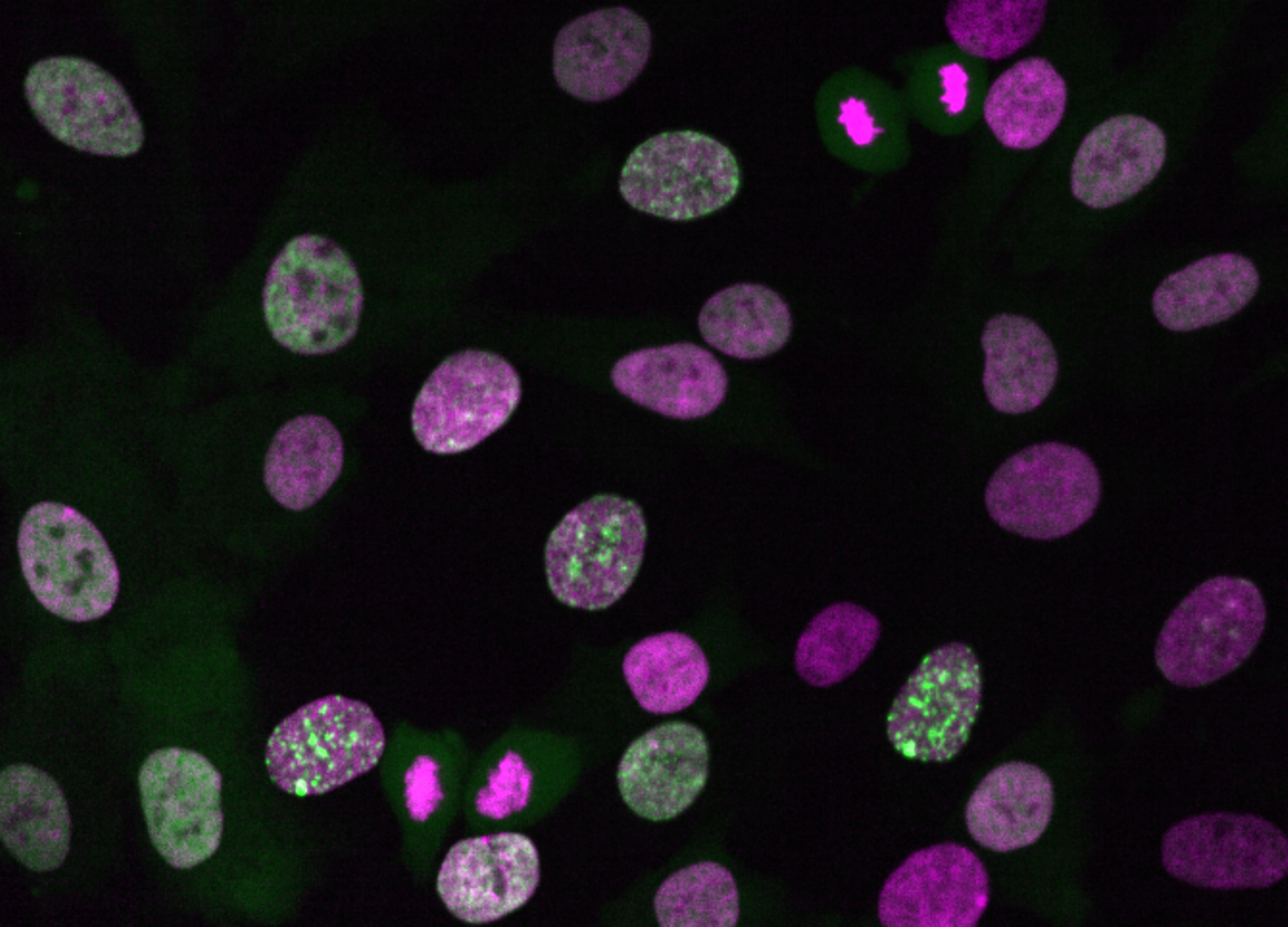 Dividing Cells | Okinawa Institute of Science and Technology